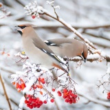 Jeris week 45 12-3927